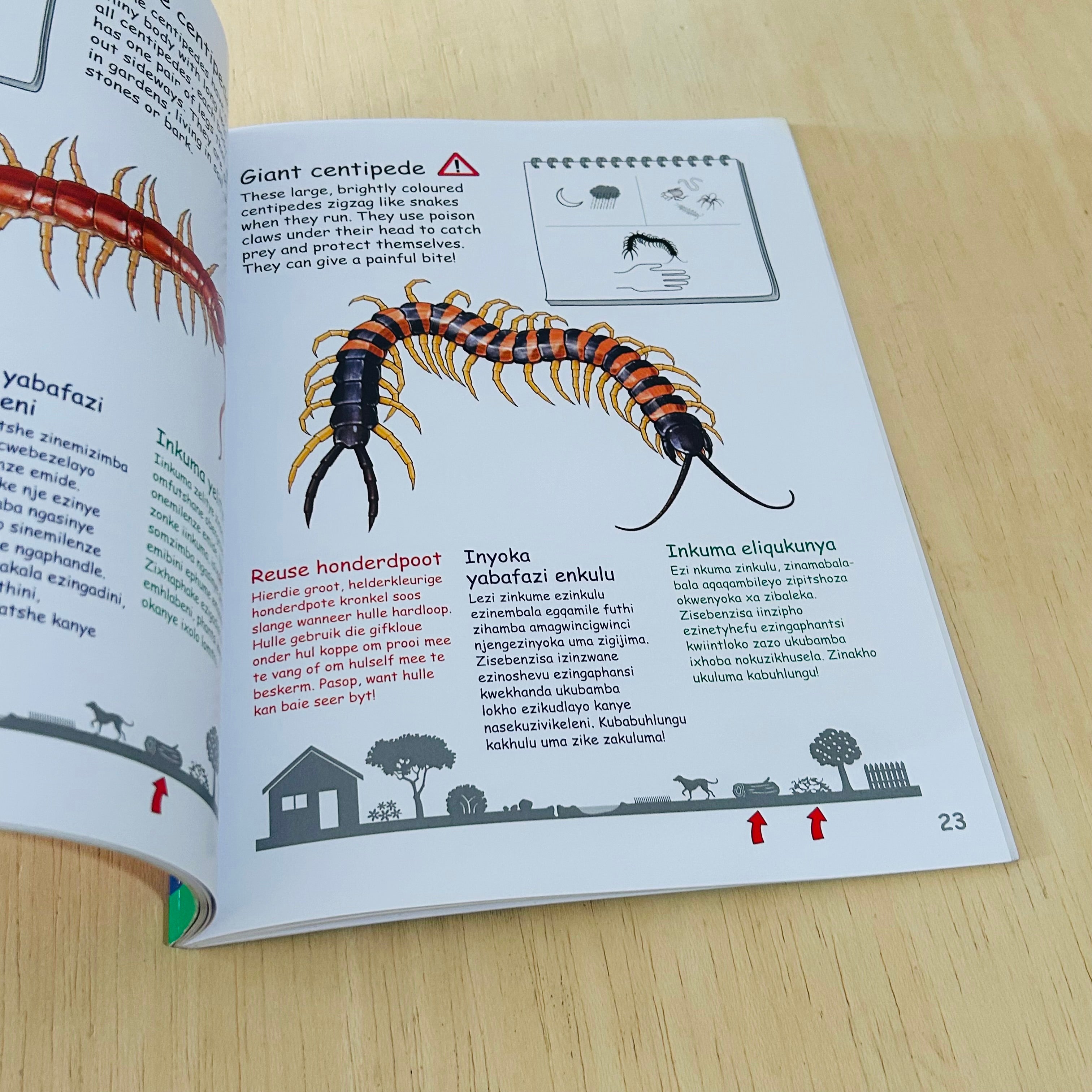 My First Book of Southern African Creepy-crawlies