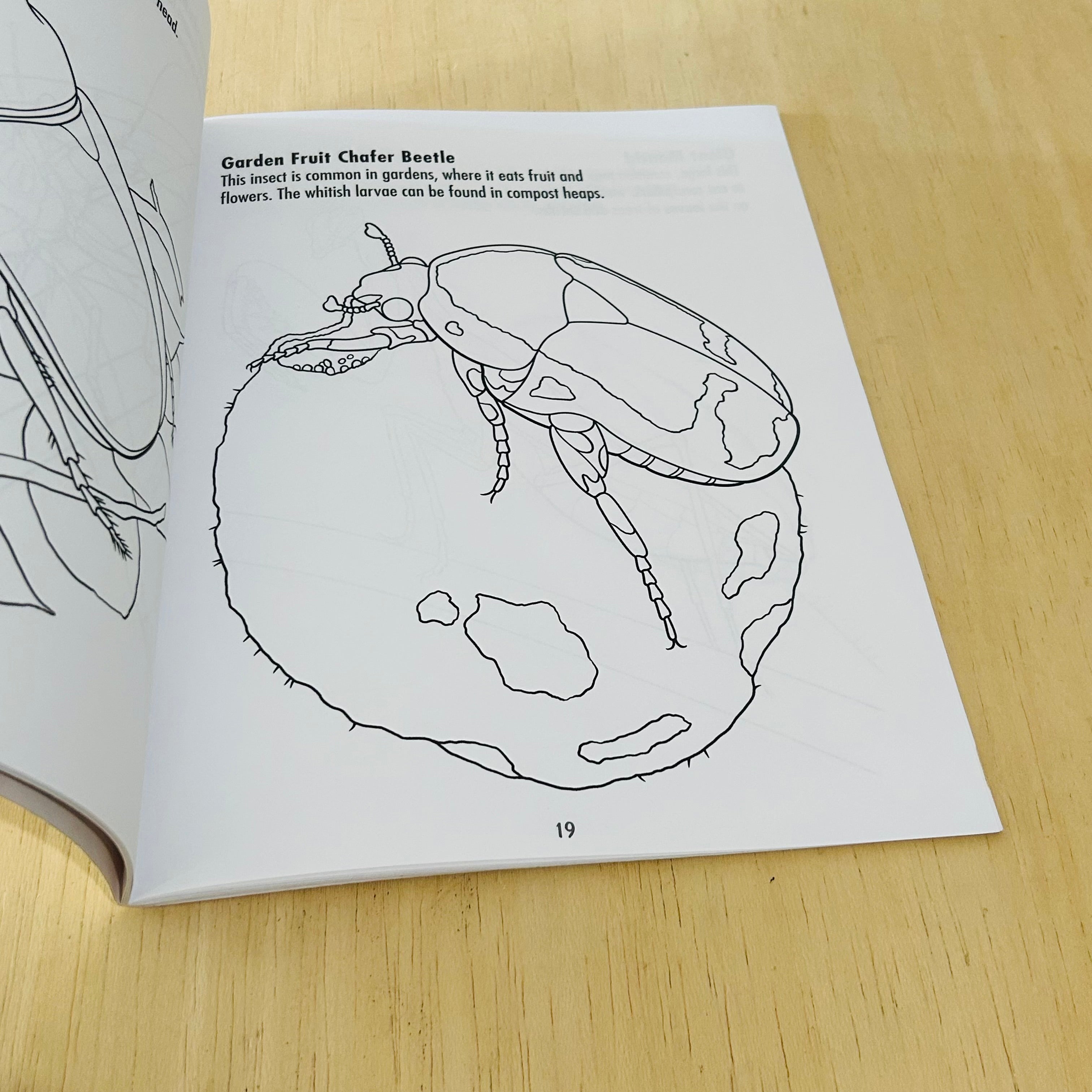 African Insects - To Read Colour and Keep