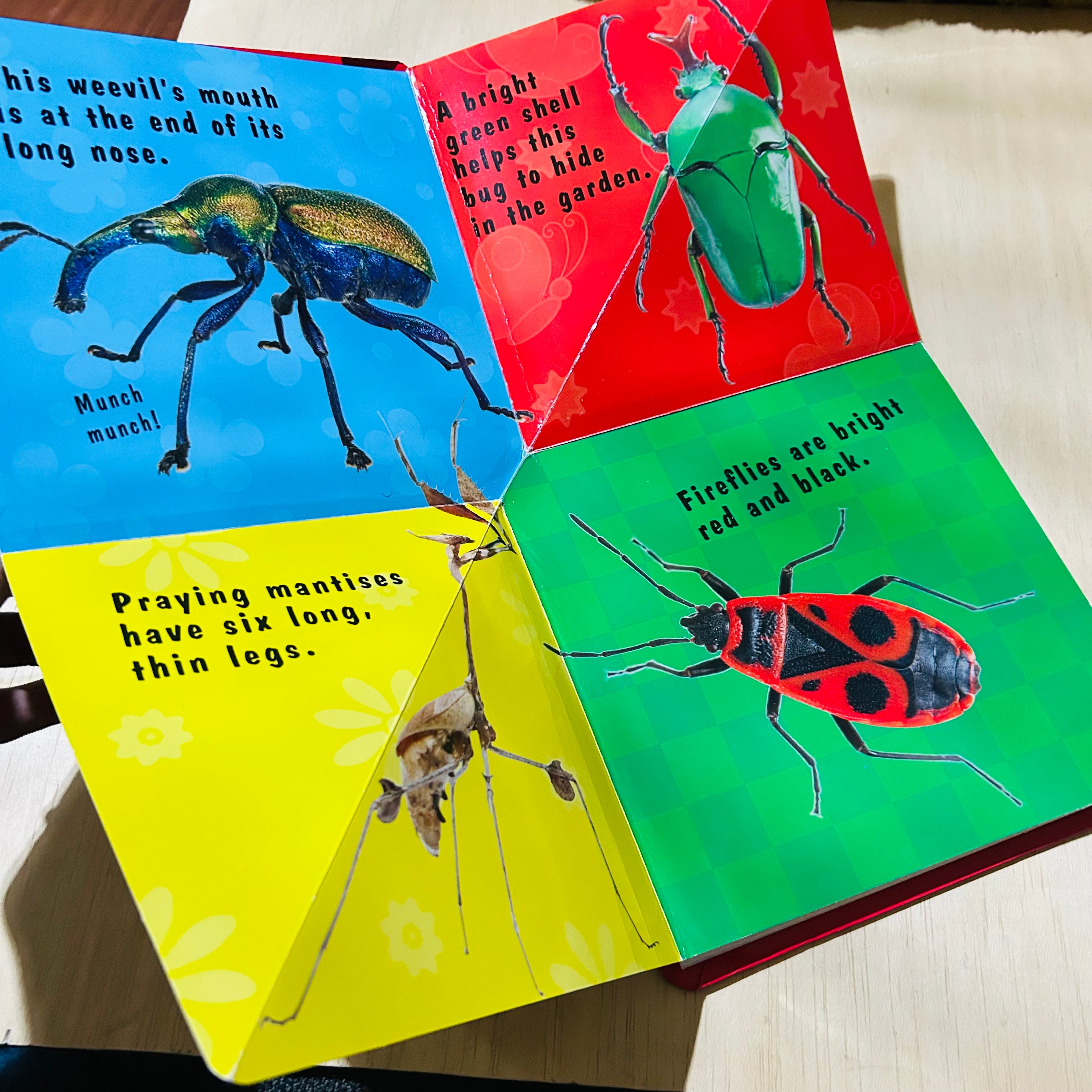 Bugs and Spiders - Board Book