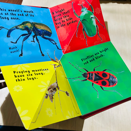 Bugs and Spiders - Board Book