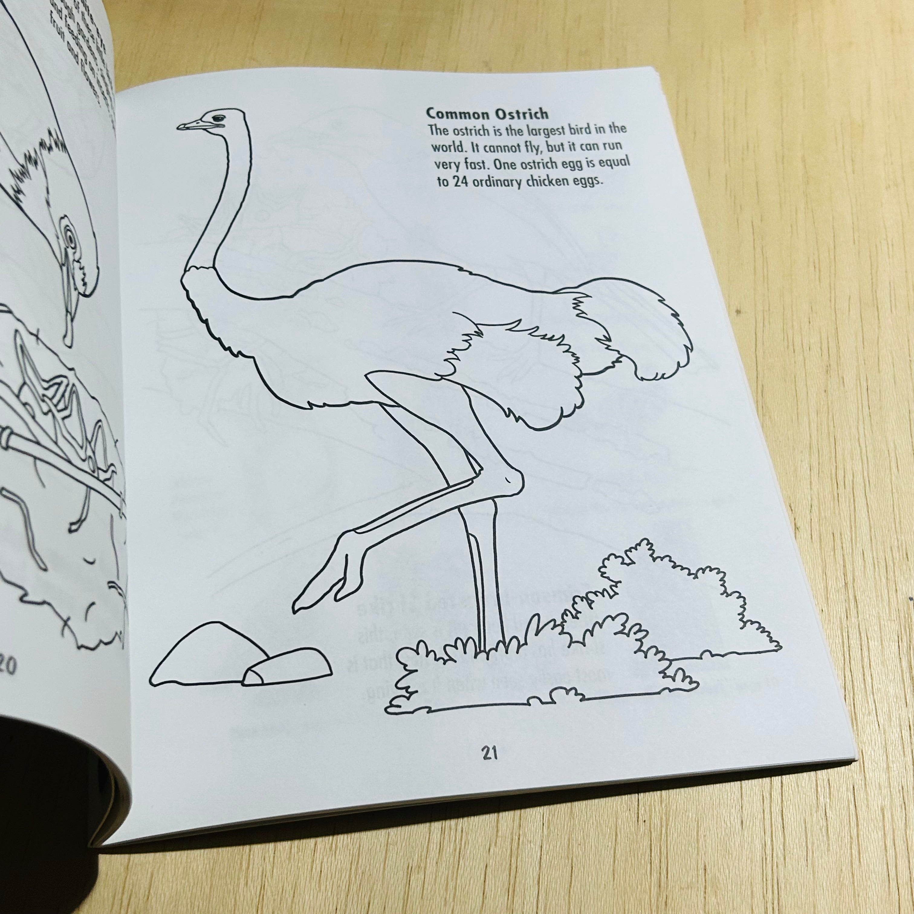 African Birds - To Read Colour and Keep