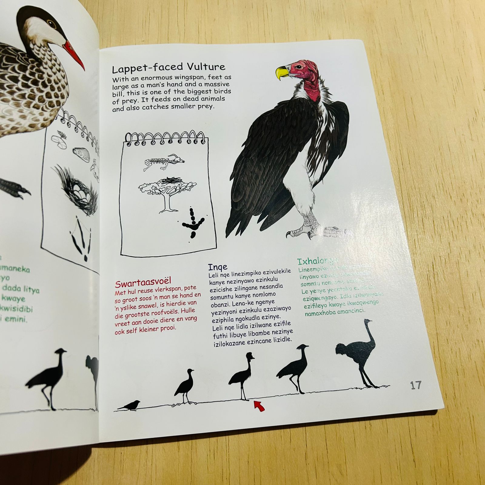 My First Book of Southern African Birds - Vol 2