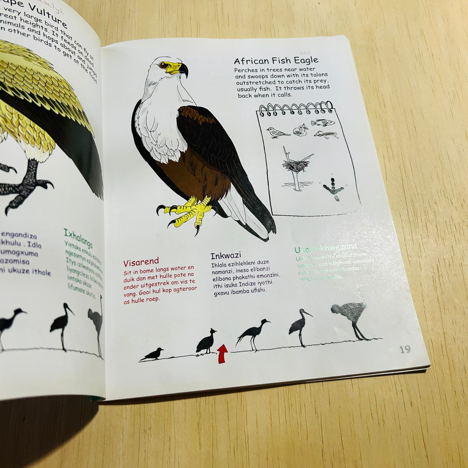 My First Book of Southern African Birds - Vol 1